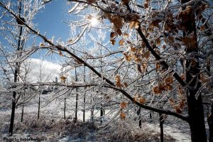 Winter Scene