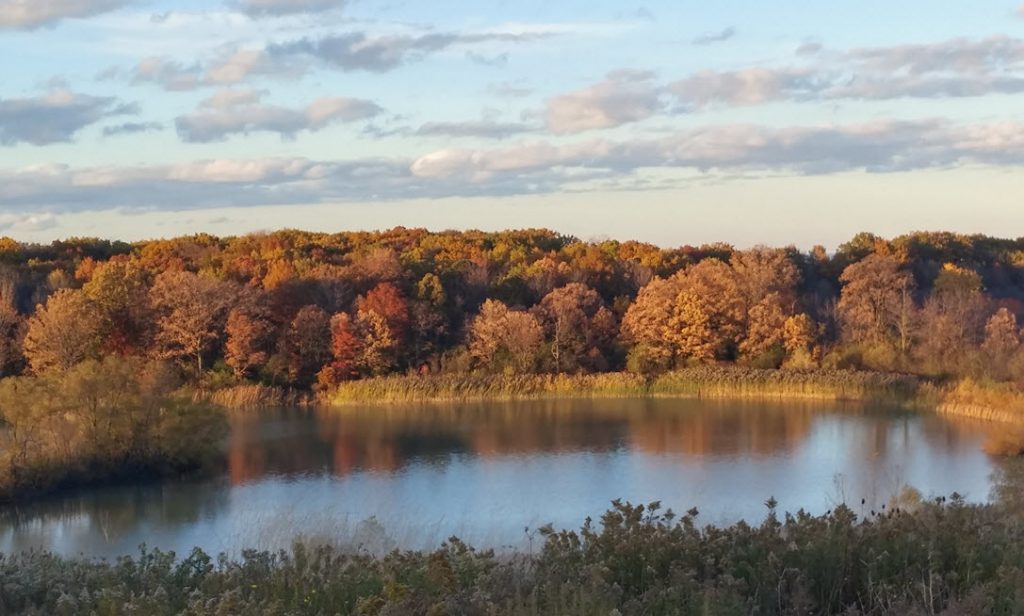 Autumn trees around pond