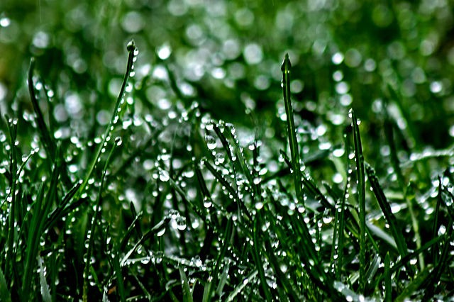 Rain on grass